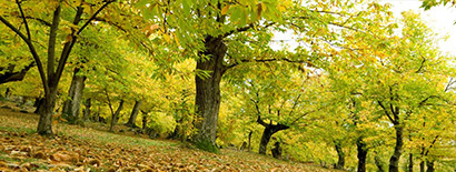 七彩云南﹑風(fēng)花雪月